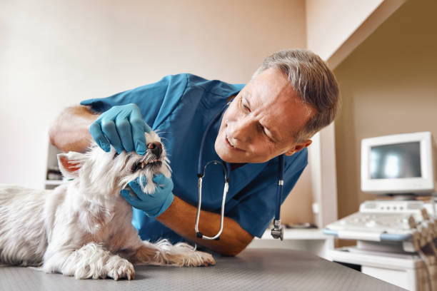 Best Emergency Broken Tooth Repair in Jellico, TN